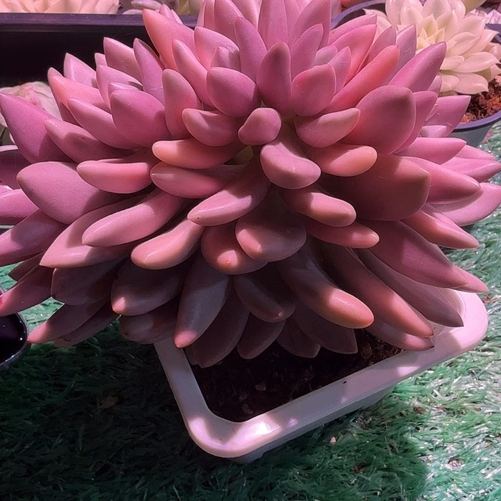 桃花源锦多肉锦植物