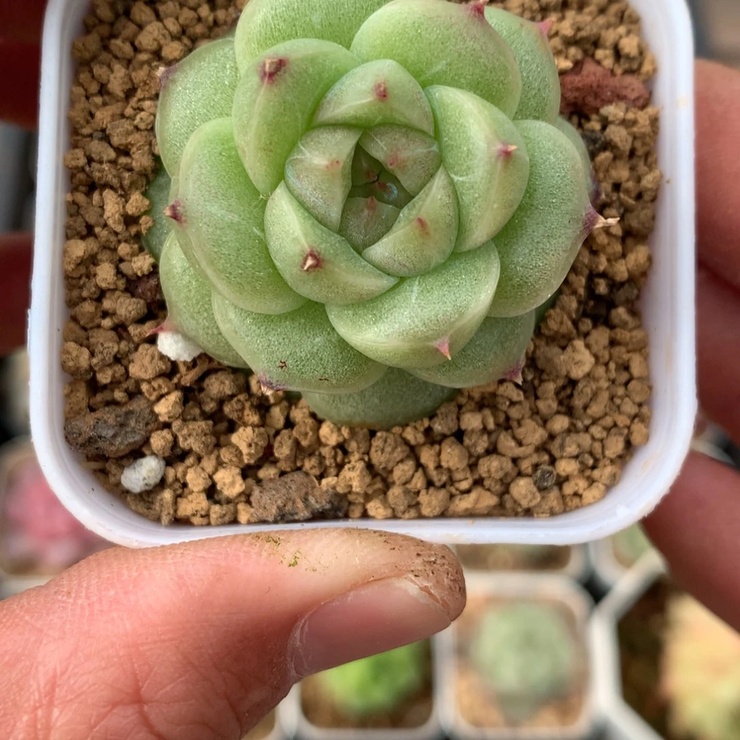 绿体麦秆。       爱情珍妮。1号