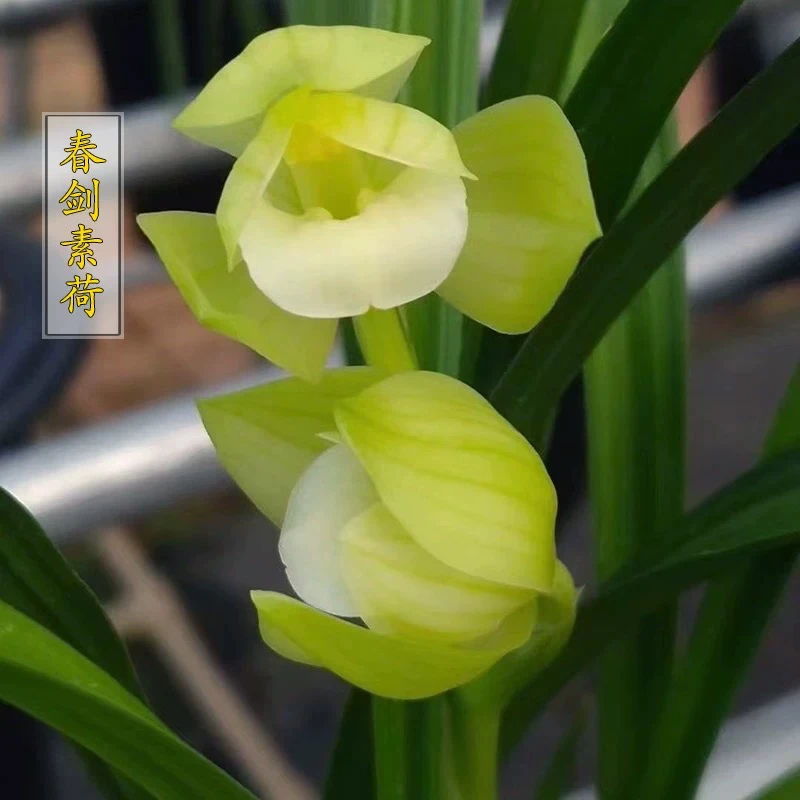 【春剑素荷】建兰浓香型兰花盆栽四季花卉好养绿植