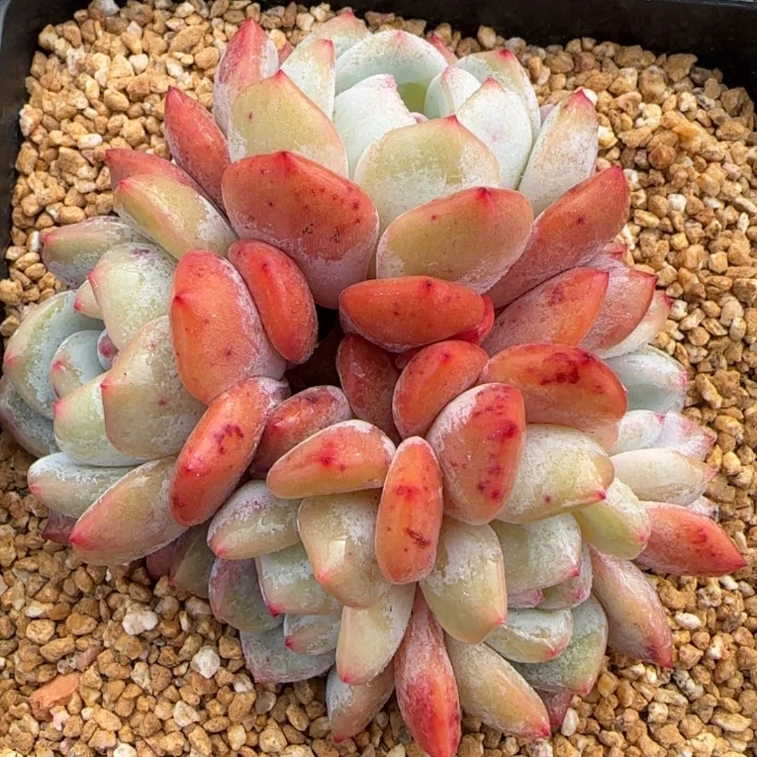 从前慢甄选多肉编号群生雪天使