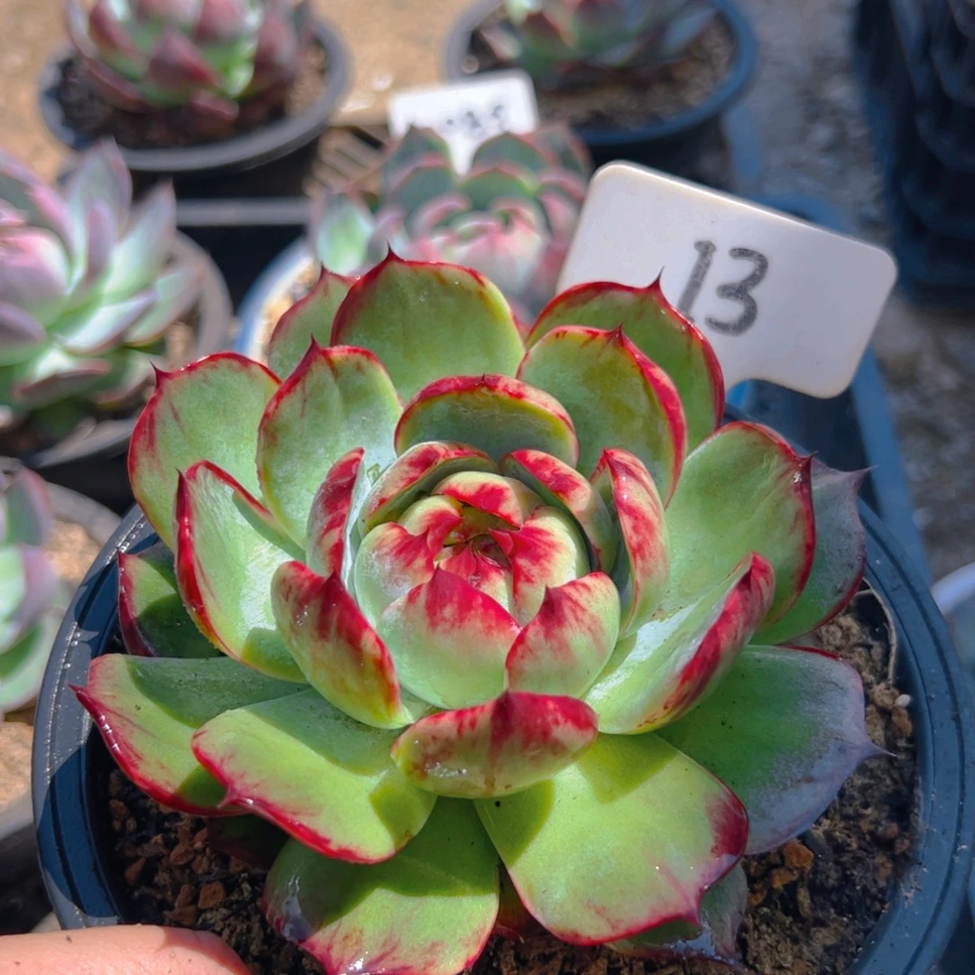 惊鸿仙子一物一拍13号