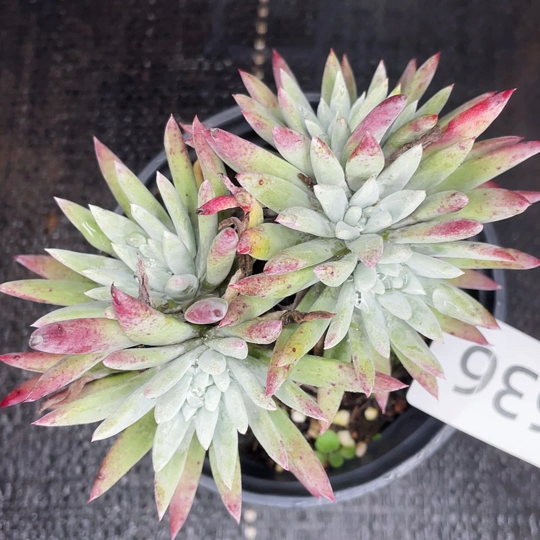 瑞吉娜老桩多头8636