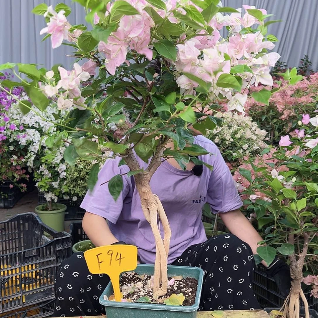 铃***铃完全开放F94广红樱