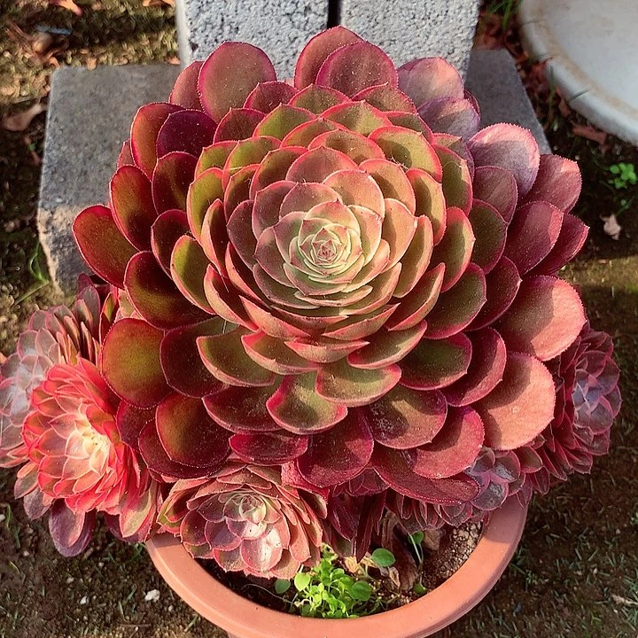 粉花妖，多肉植物的