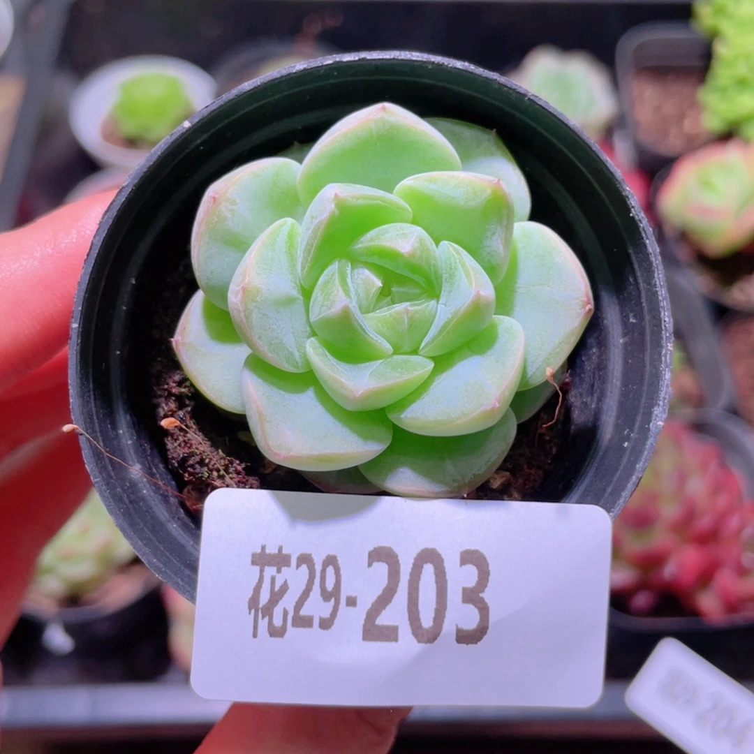 花利美29-203新品
