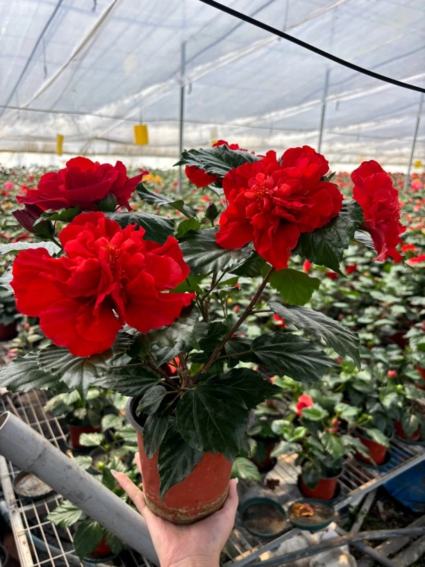 丹麦重瓣木槿花两年桩四季开花只包开箱不包后期成活