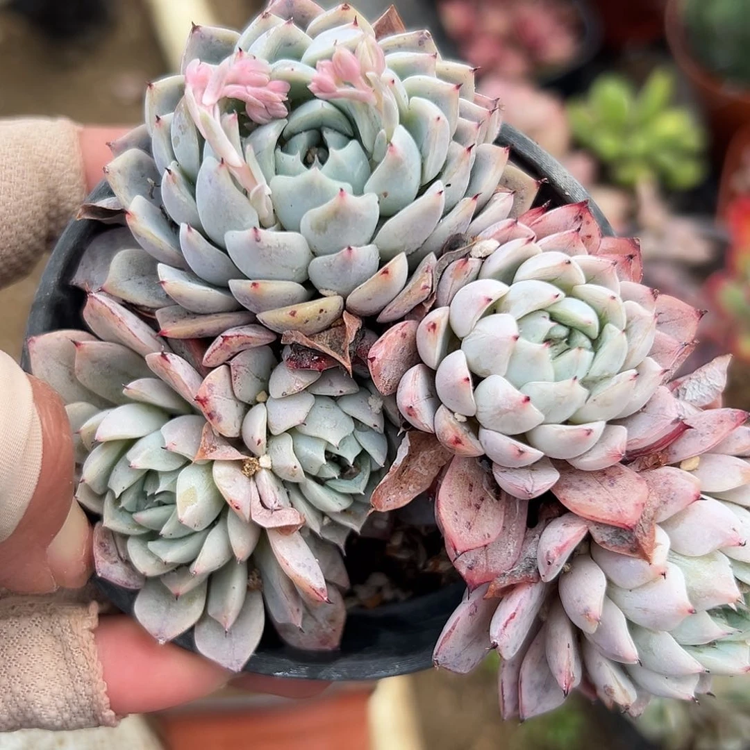 多肉植物多肉植物