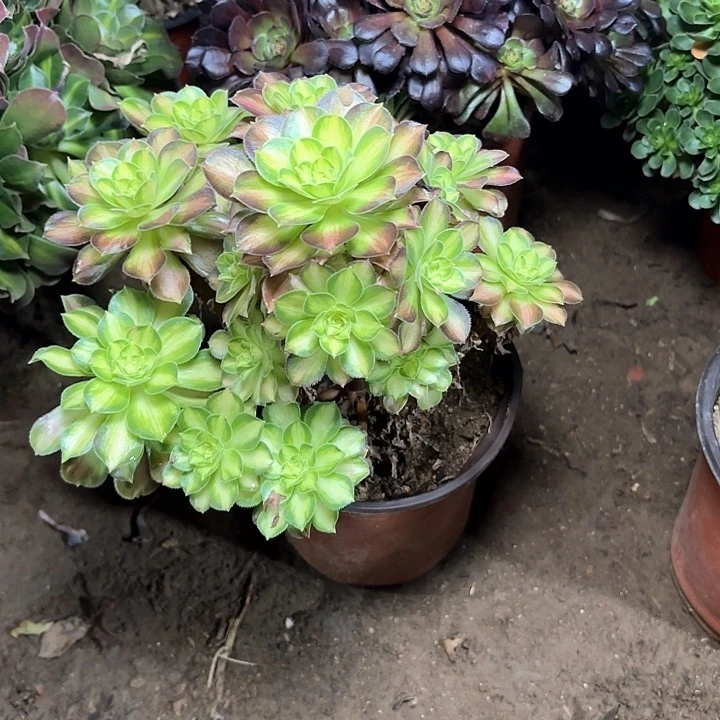 婷*多肉植物法师韶华89