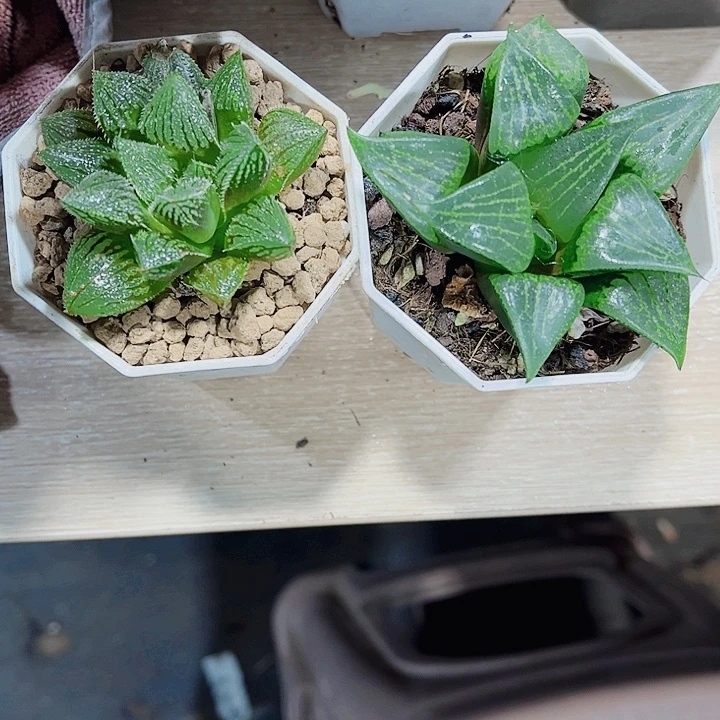 两颗实生新手好养