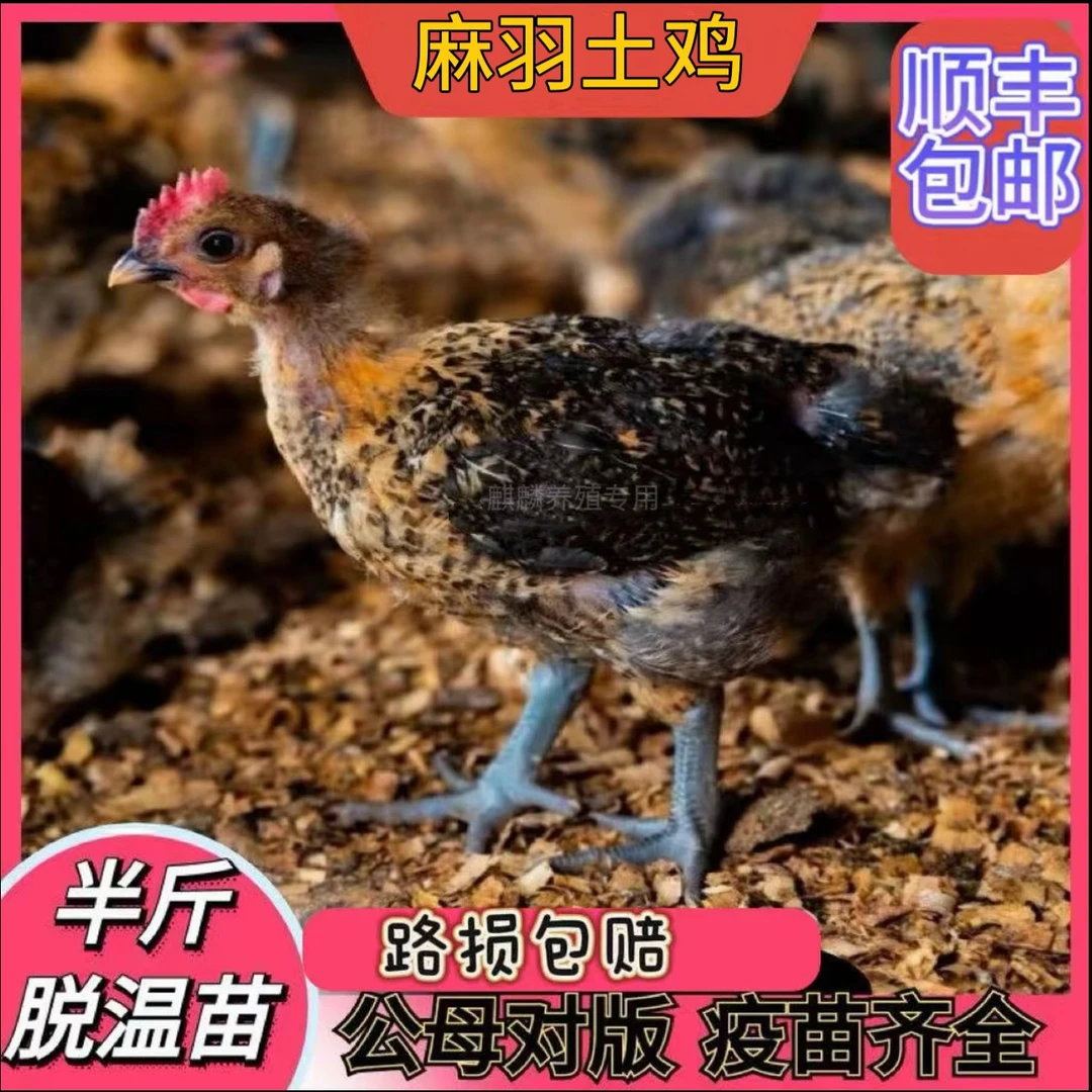 顺丰包邮12只半斤发货青脚麻羽鸡长尾鸡黑腿宠物鸡w