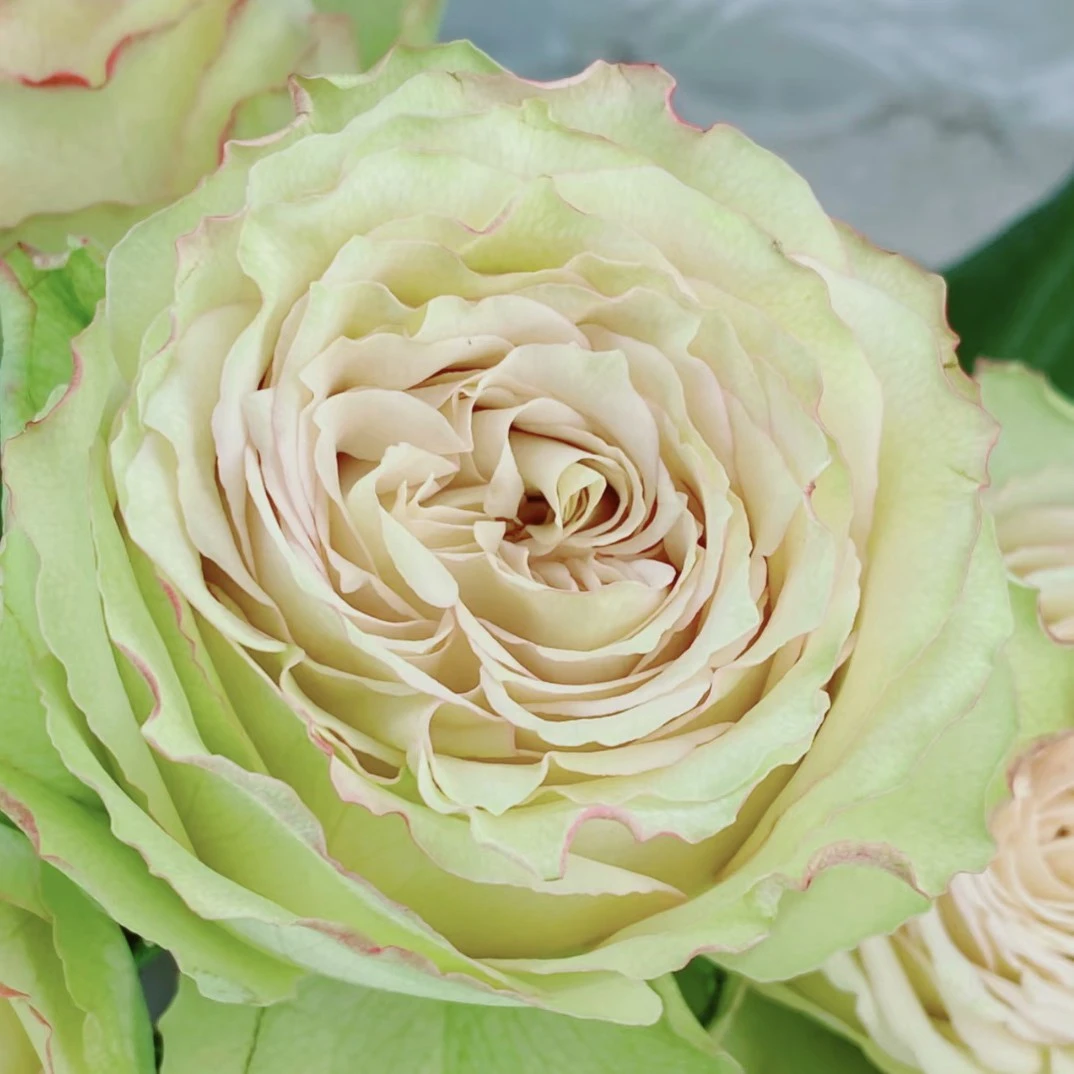 【协奏曲】花当家玫瑰花协奏曲鲜花备注颜色和名称