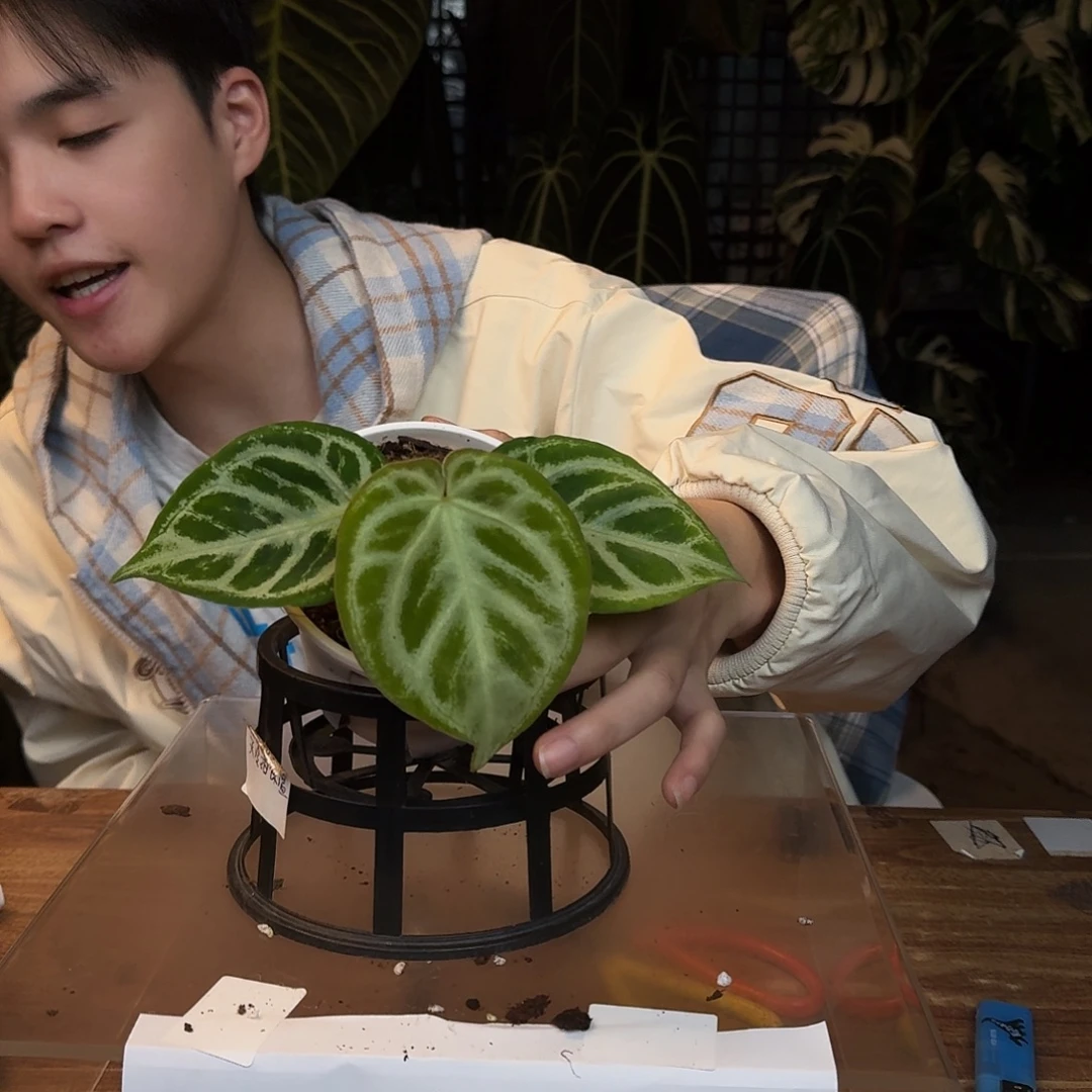 完全开放L135铜锣烧