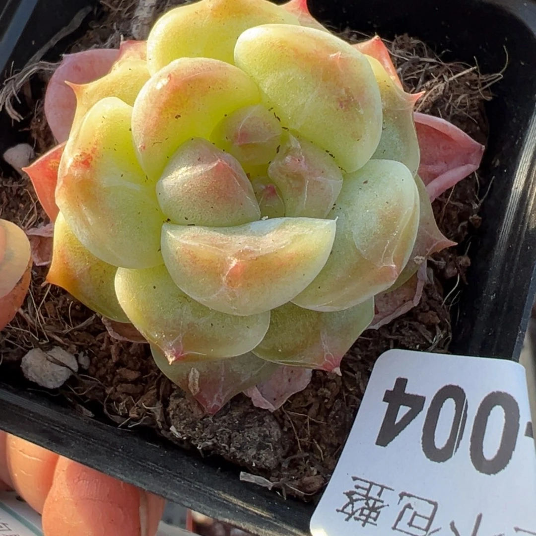 小卡拉米糖心一物一拍13-4