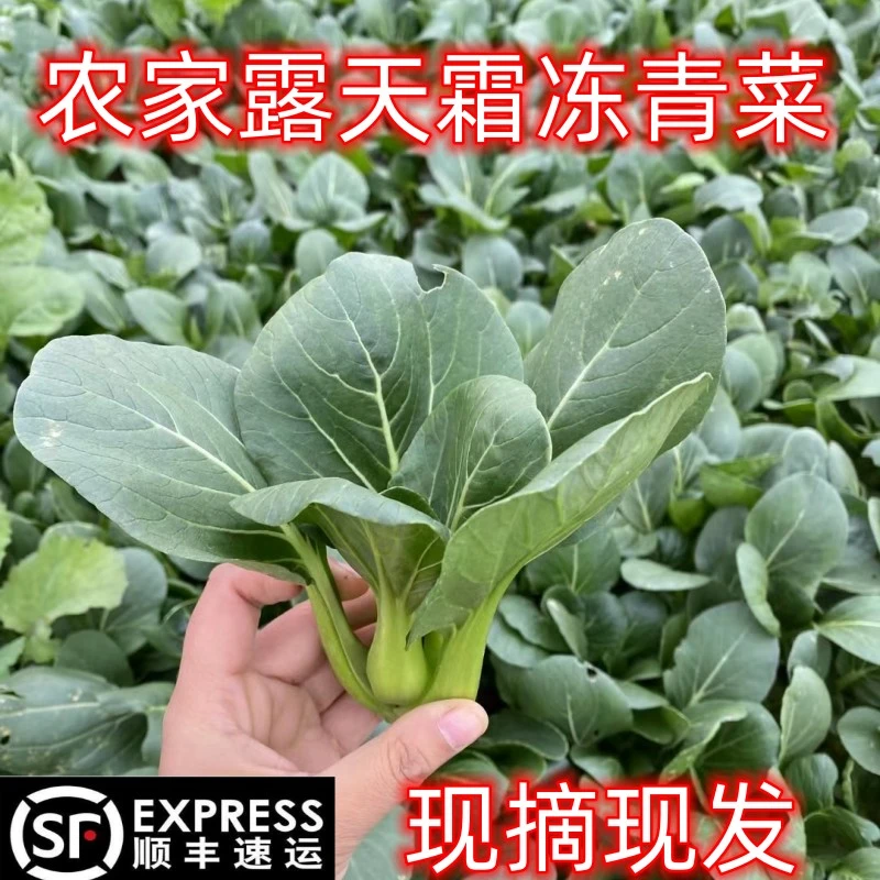 【顺丰】苏北青菜苔当天现摘霜冻露天青菜芯3斤5斤青菜头花包邮