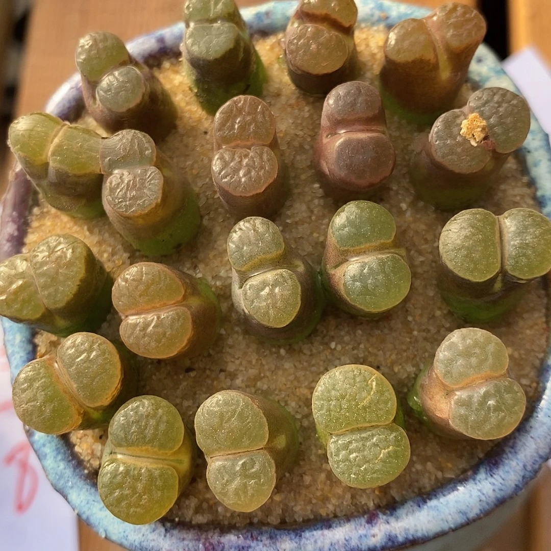 2958雪花磁铁风铃一组