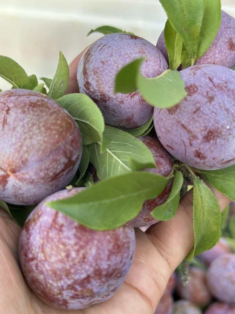 云南正宗三华李现摘现发新鲜酸脆多汁应季孕妇水果