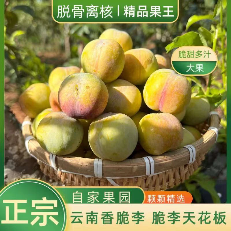 （顺丰包邮）正宗云南古木香脆李