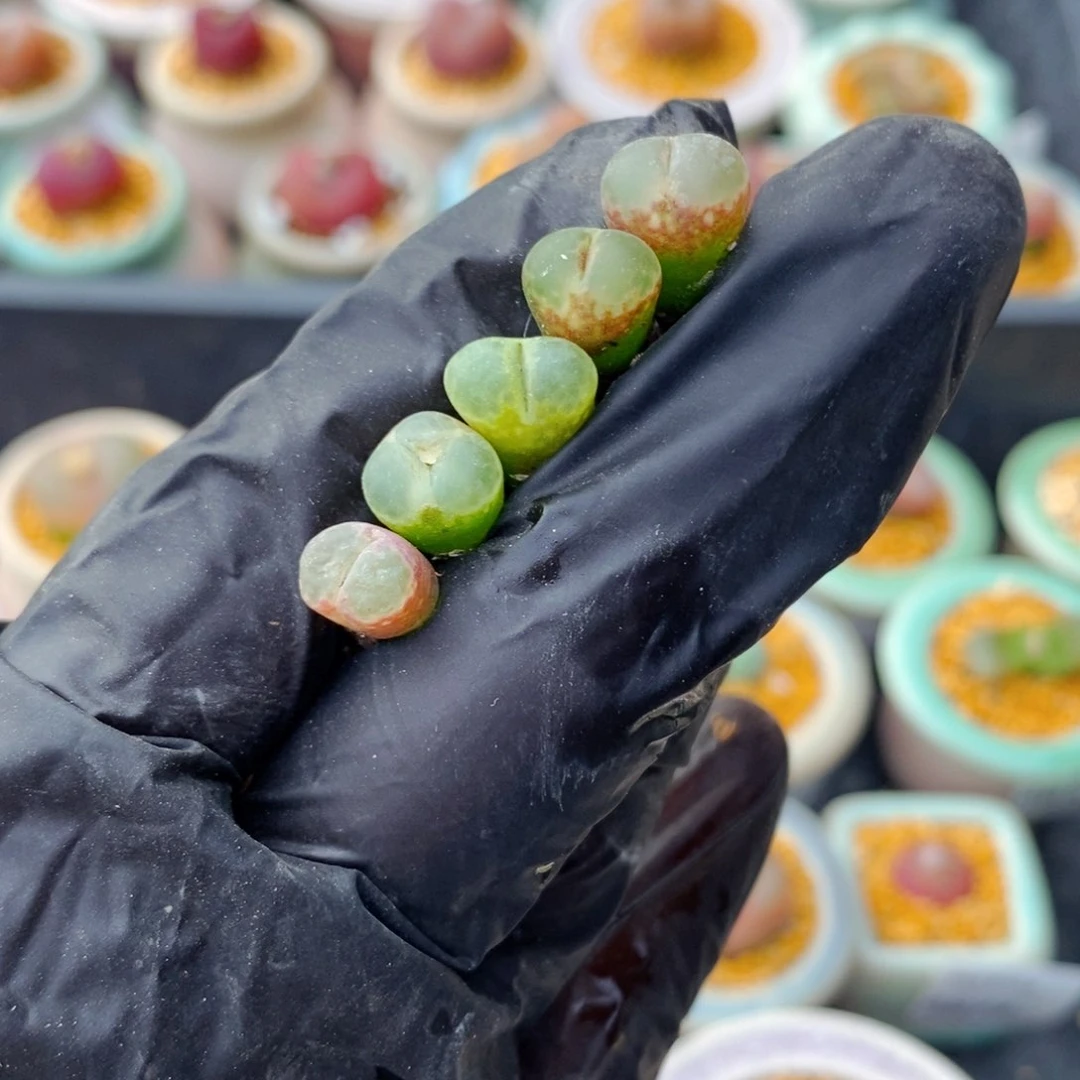 4888-一物一拍 樱花