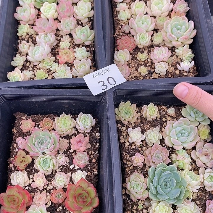 30 多肉植物盆栽花卉