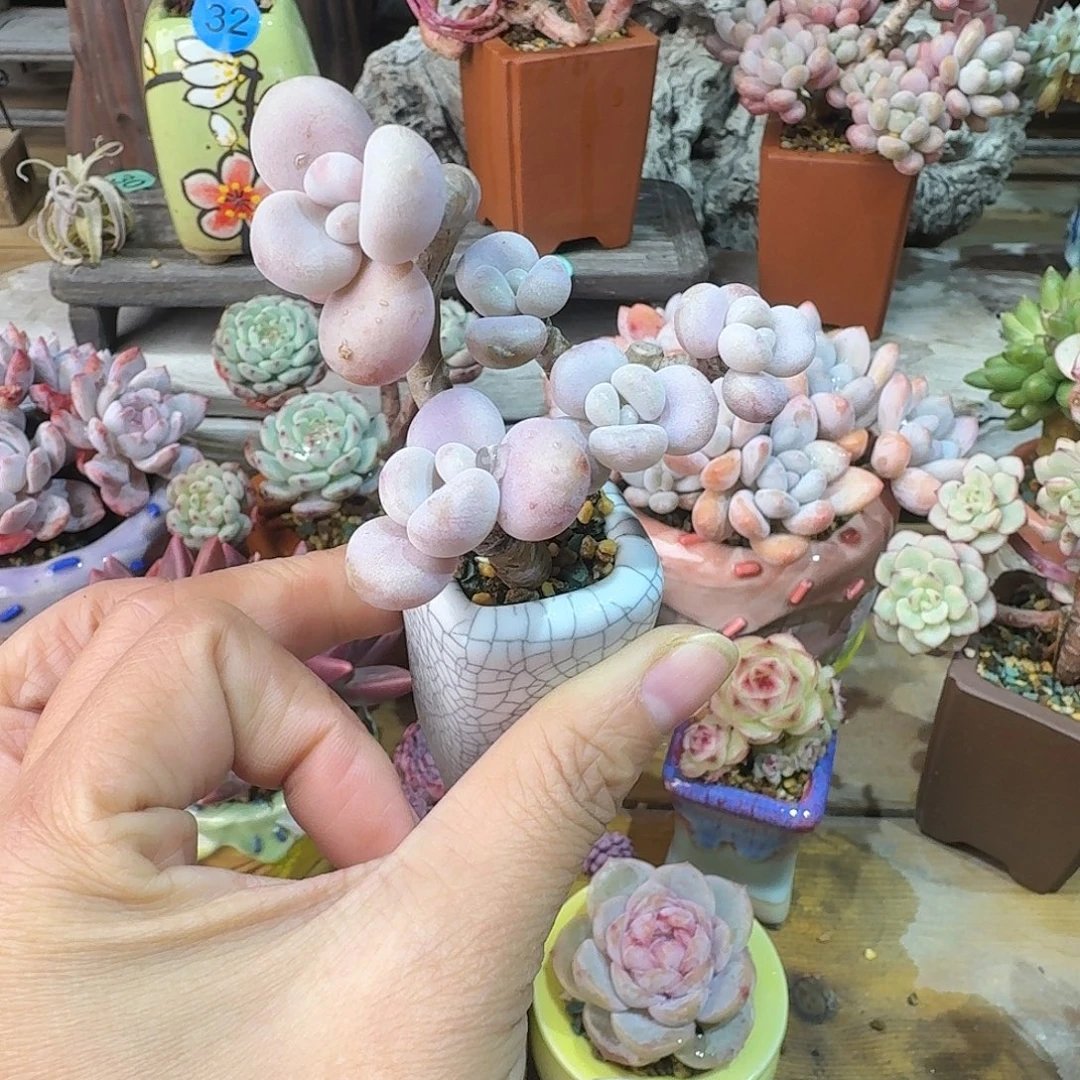 洛神 多肉含盆土 一物一拍