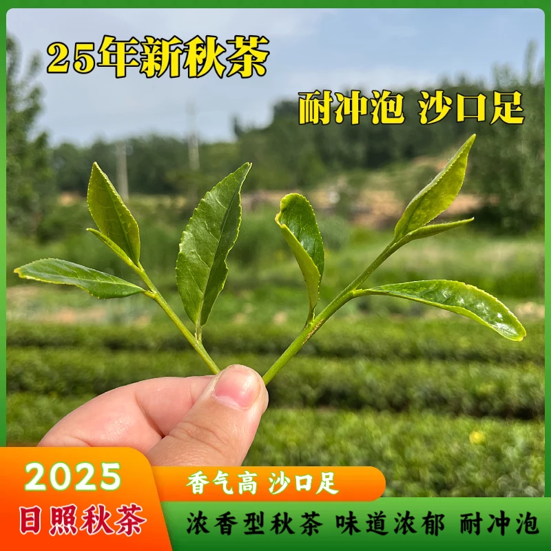 晚秋日照绿茶 大田茶 味道浓郁 沙口足 耐冲泡  口粮秋茶