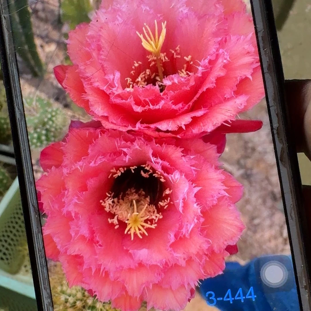 3-444 侧芽5公分毛花柱仙人球