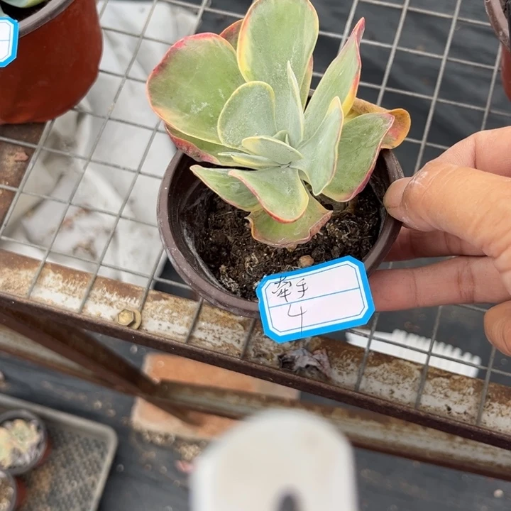 牵***手唐印锦多肉植物，，，，，，