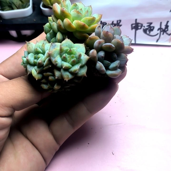 三颗杂交绝绝子，满8.8元包邮，