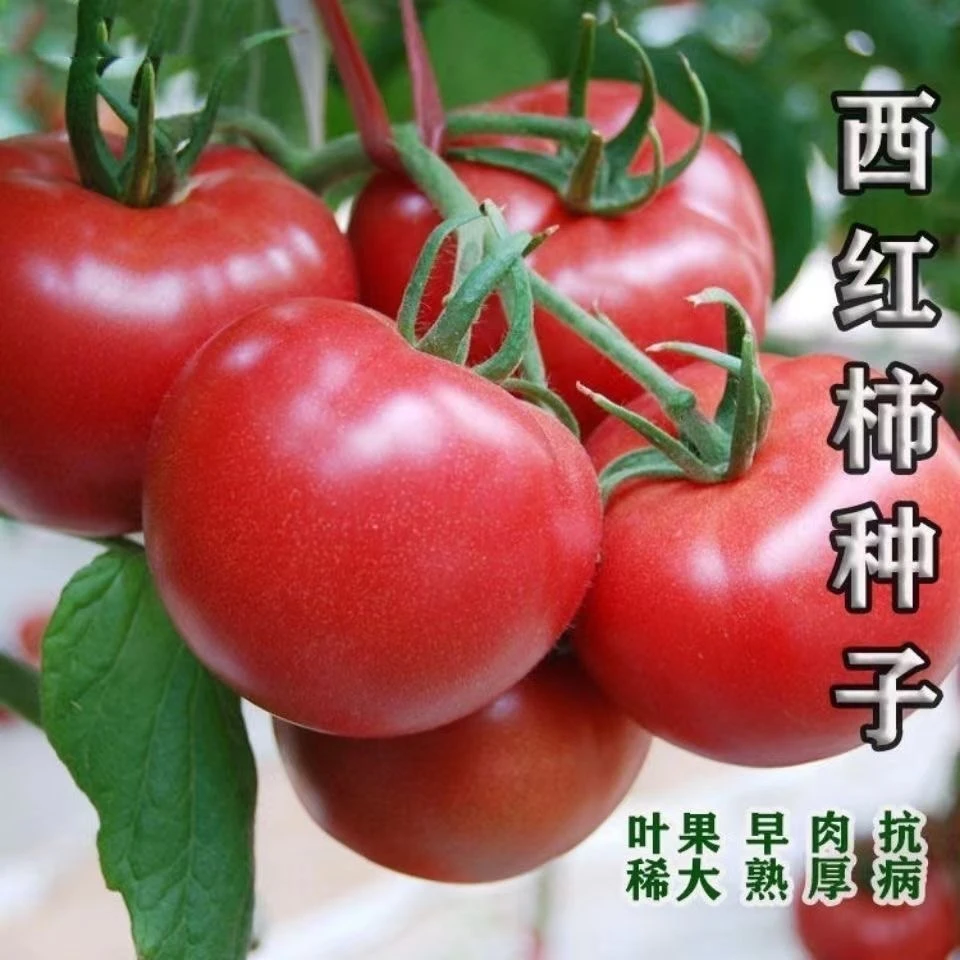 大西红柿种子白果强丰番茄种老品种大红果沙瓤蔬菜种孑春季菜籽种