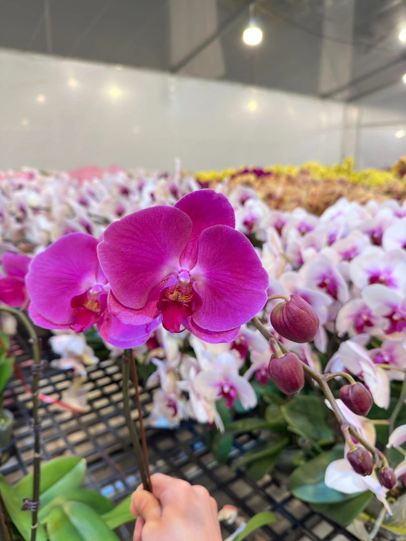 蝴蝶兰【牛魔王】广东基地水培绿植高端花卉高端摆设乔迁开店送礼