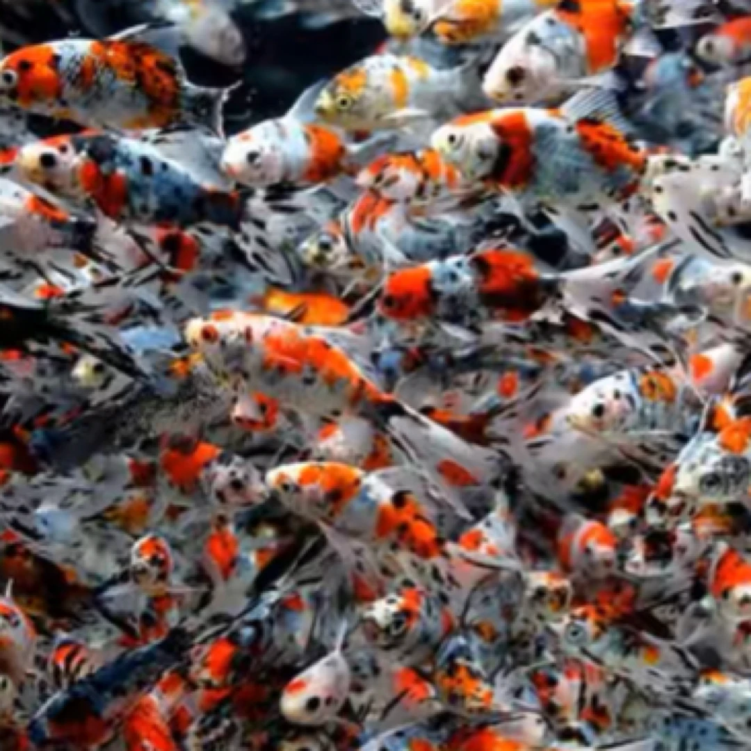 精品兰花草3−5公分 29条好养新手鱼全国包邮 “不指定，随机发货”