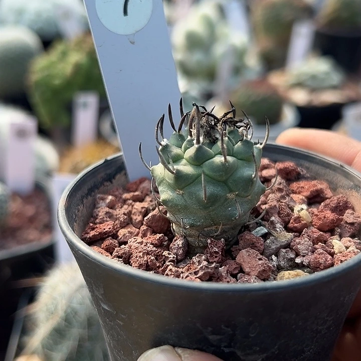 7号实生2.6厘米升云龙一颗