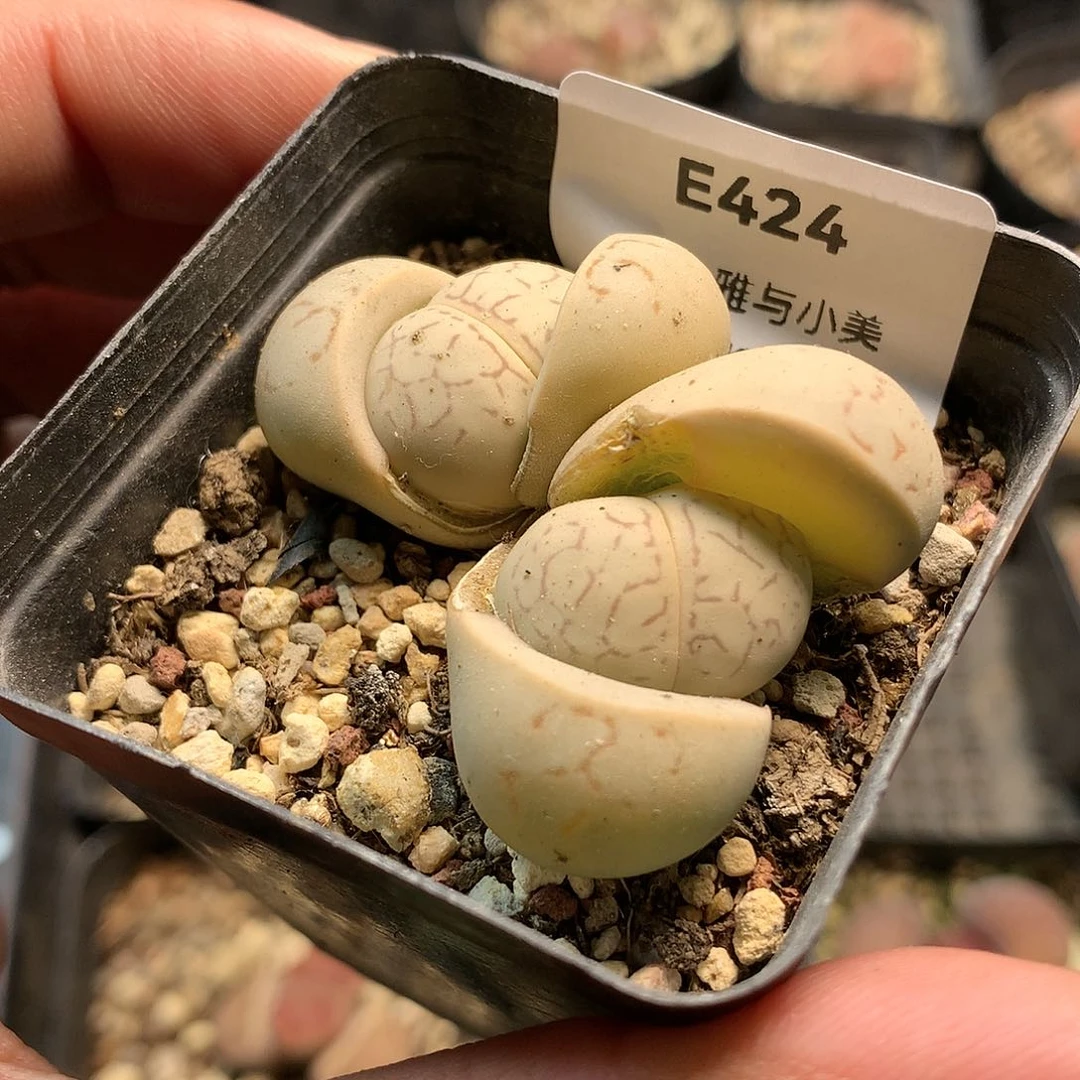 E424多肉植物保护