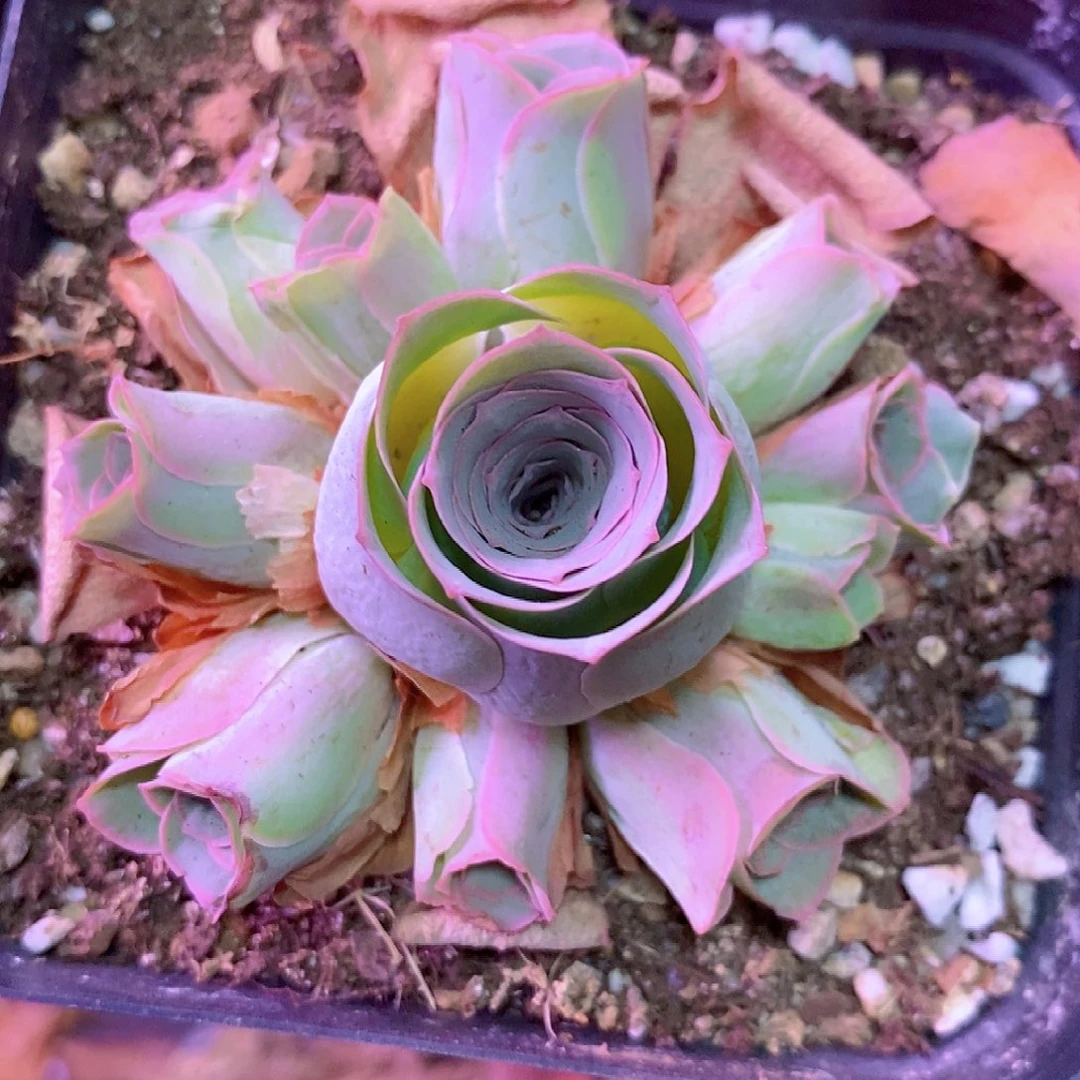 山地玫瑰下播福利一物一拍190紫芙