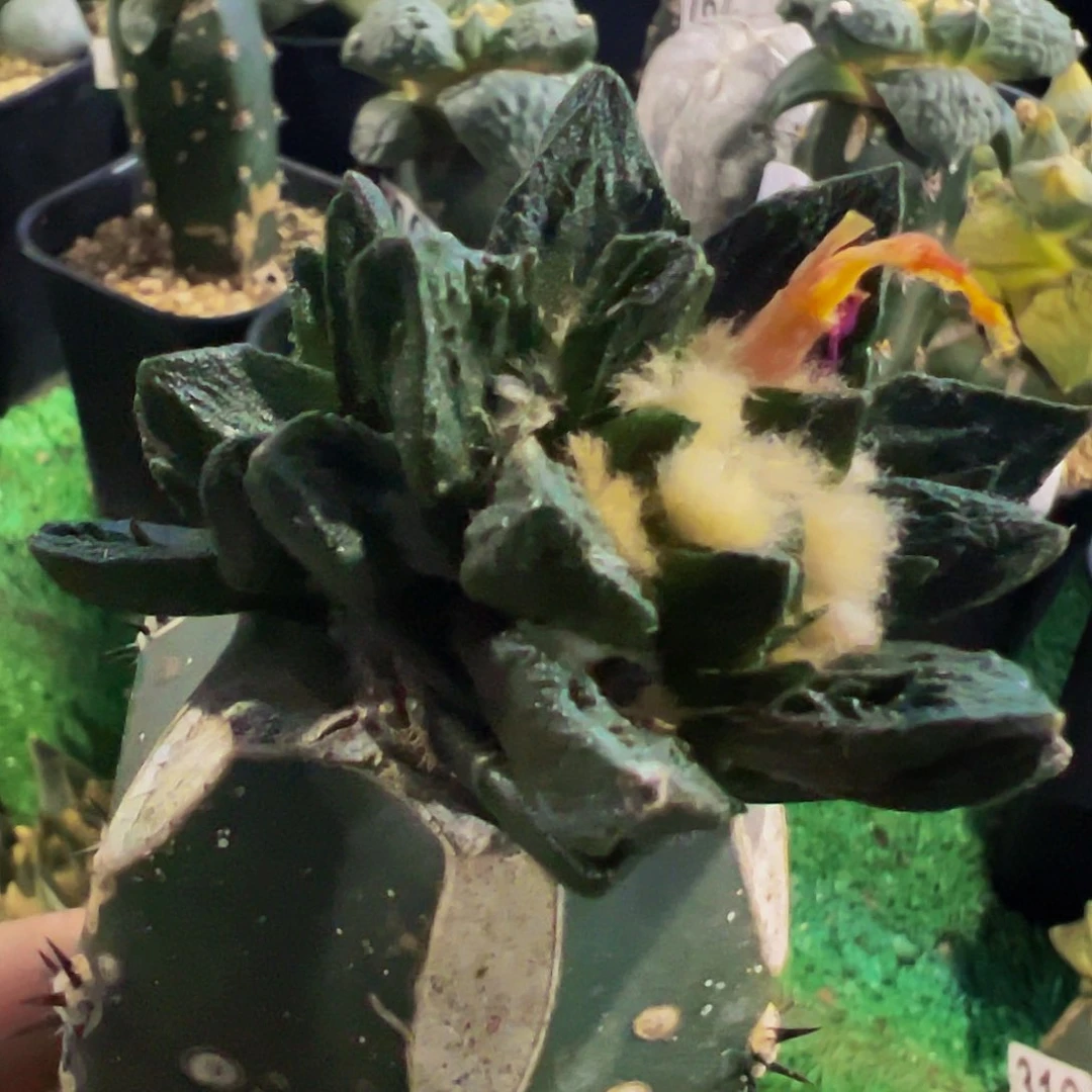 无花朵双头龙角牡丹678