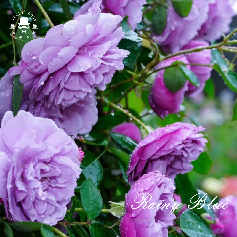 玫瑰大叔 蓝色阴雨 可藤可灌 淡香花量大勤花 庭院阳台花园种植