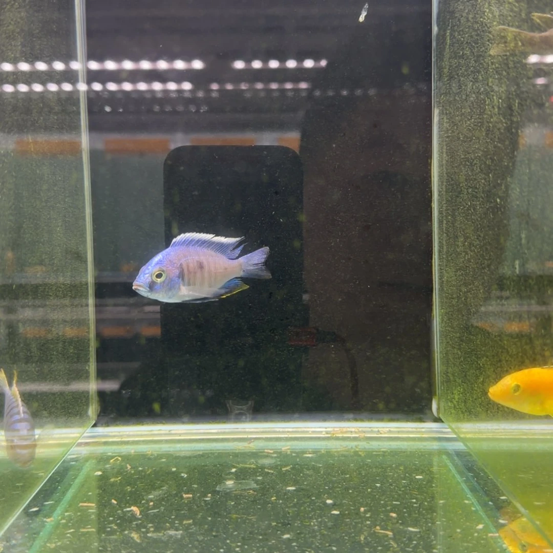 A***柏慈鲷1330号金属蓝