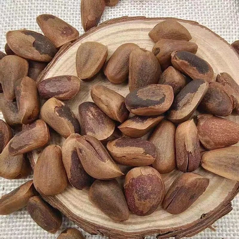 【an】大颗粒笨炒开口松子长白山红松籽当年新货口感香酥