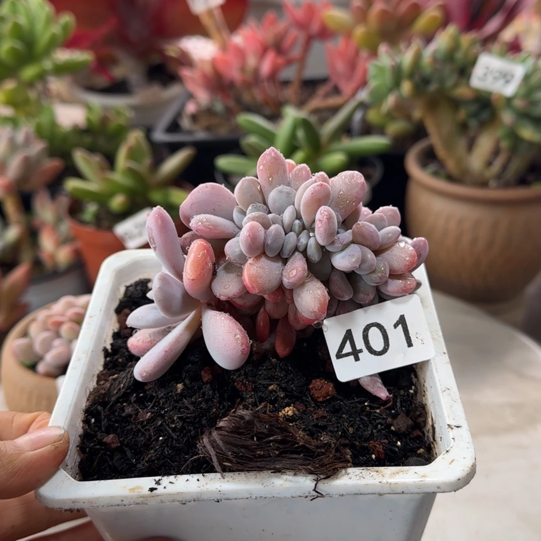 401号 一物一拍 一物一拍