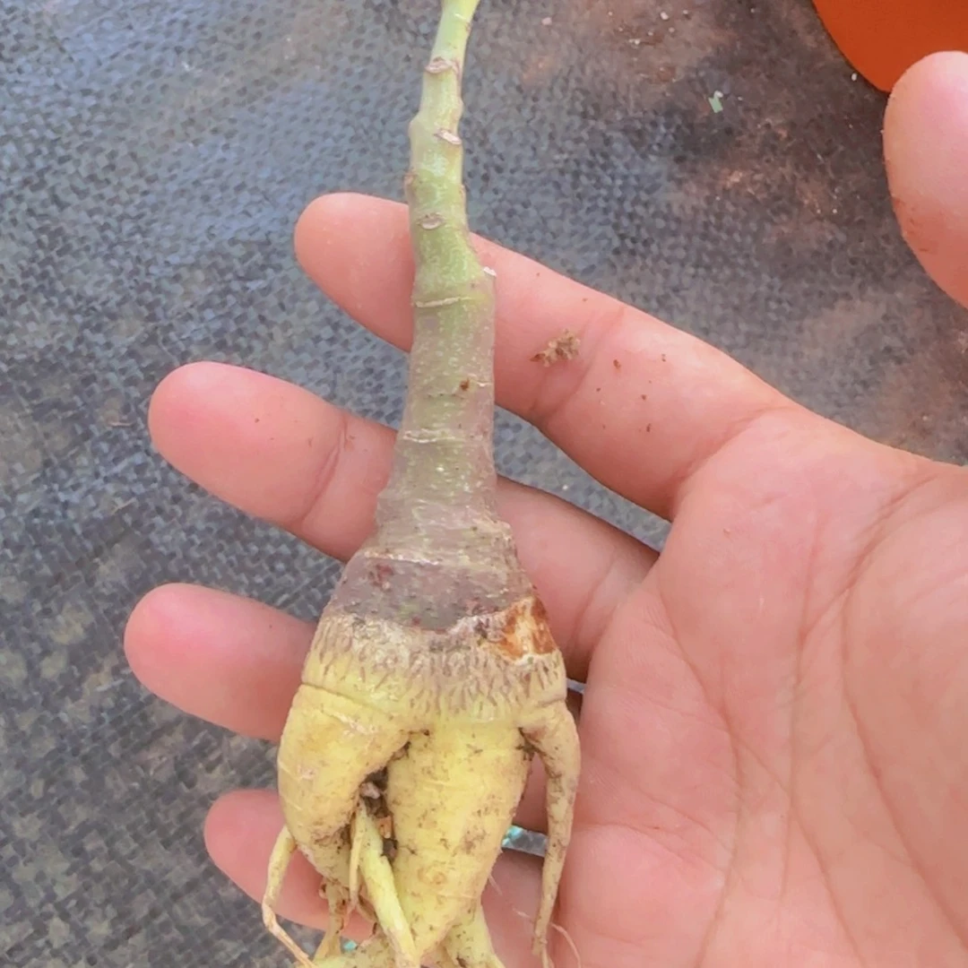 幻蝶蔓 多肉植物 实生