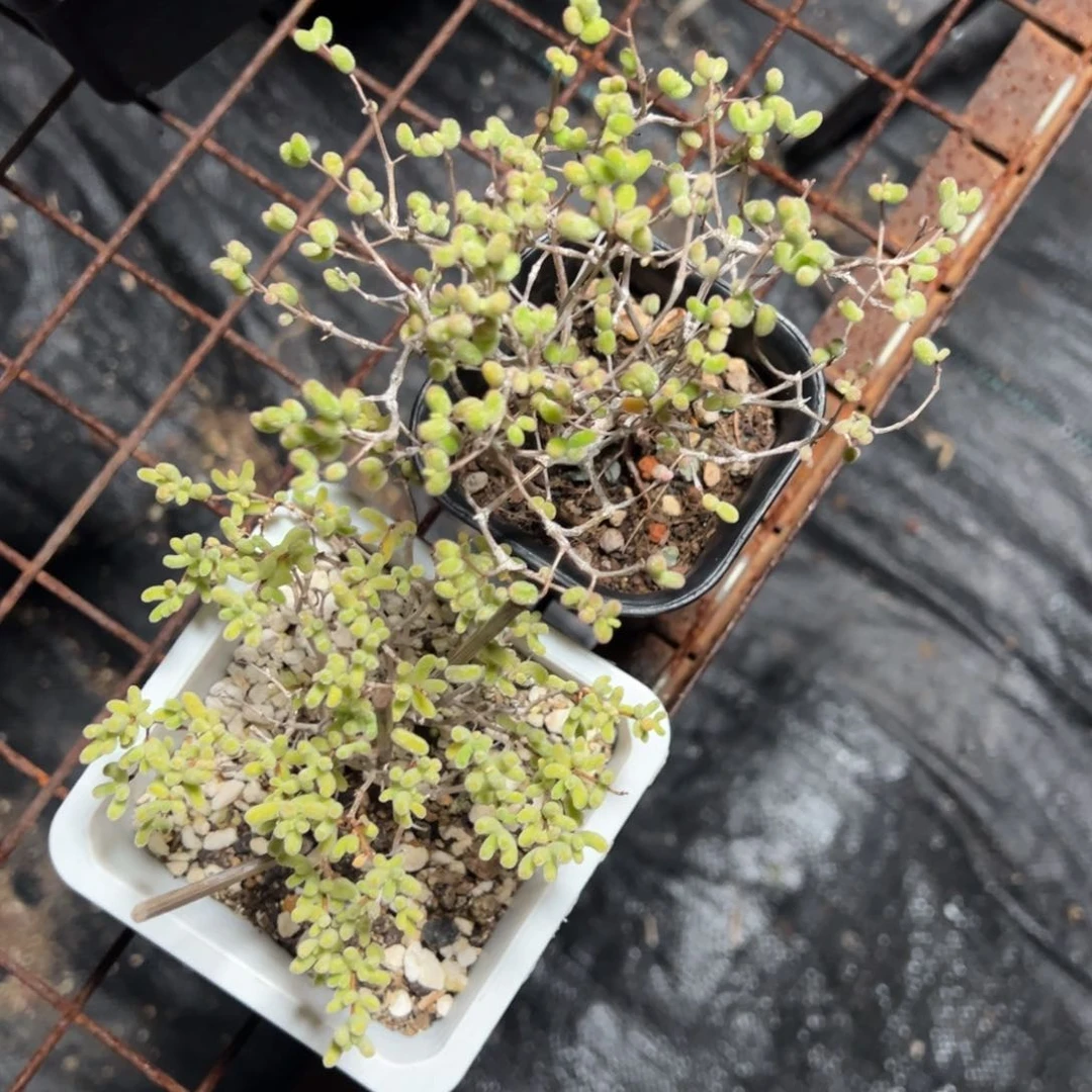 10白方左右造型桩盲盒混合两颗