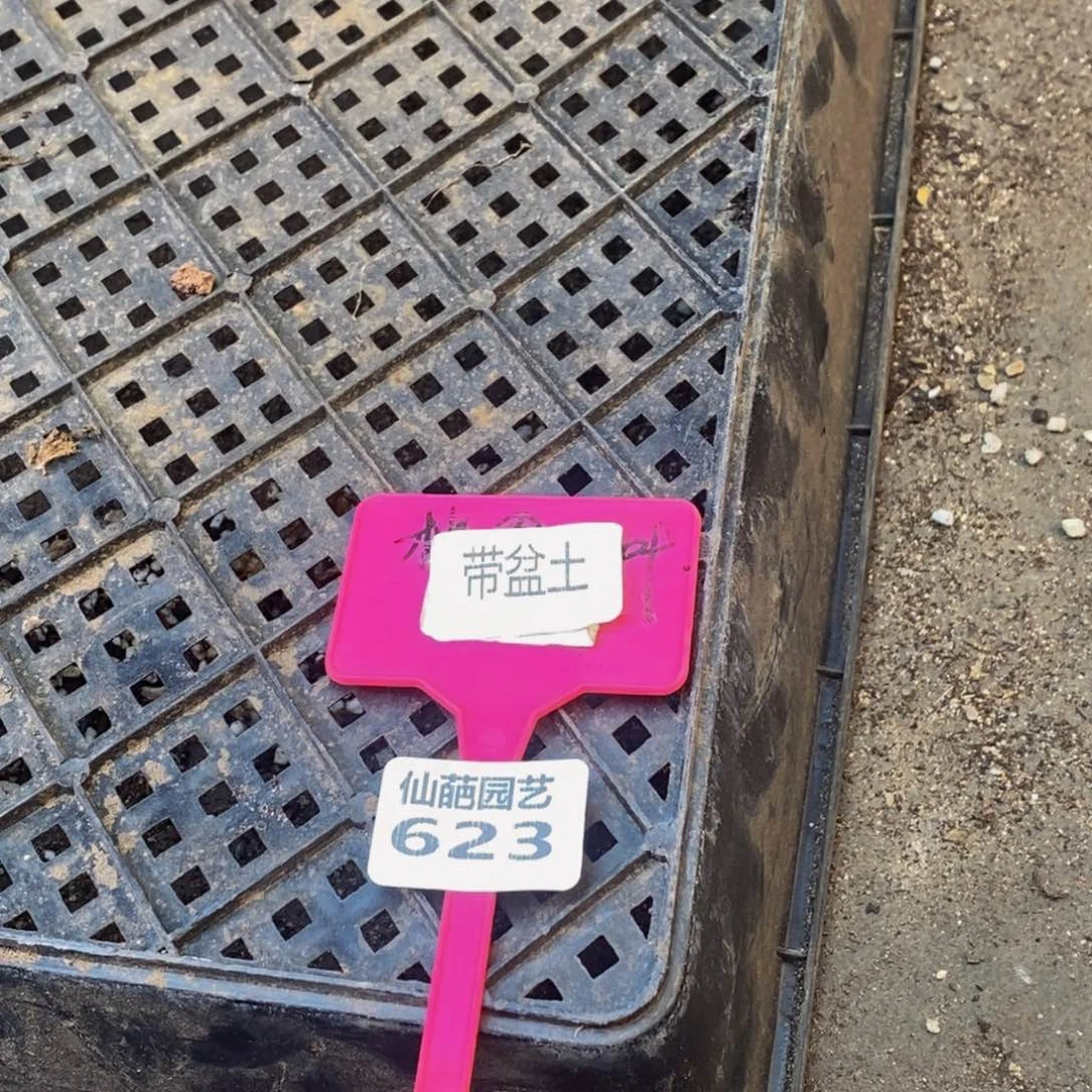 莎*619带盆土邮费