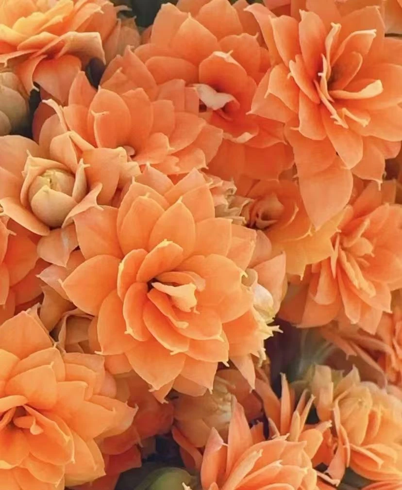 安尼斯  11cm盆重瓣大花