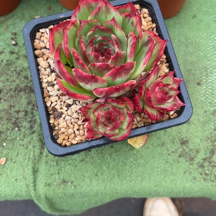 *****惊鸿仙子多肉植物226