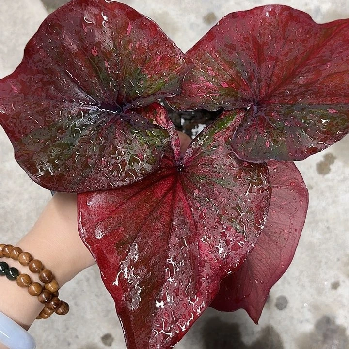80-0218彩叶芋广东现货
