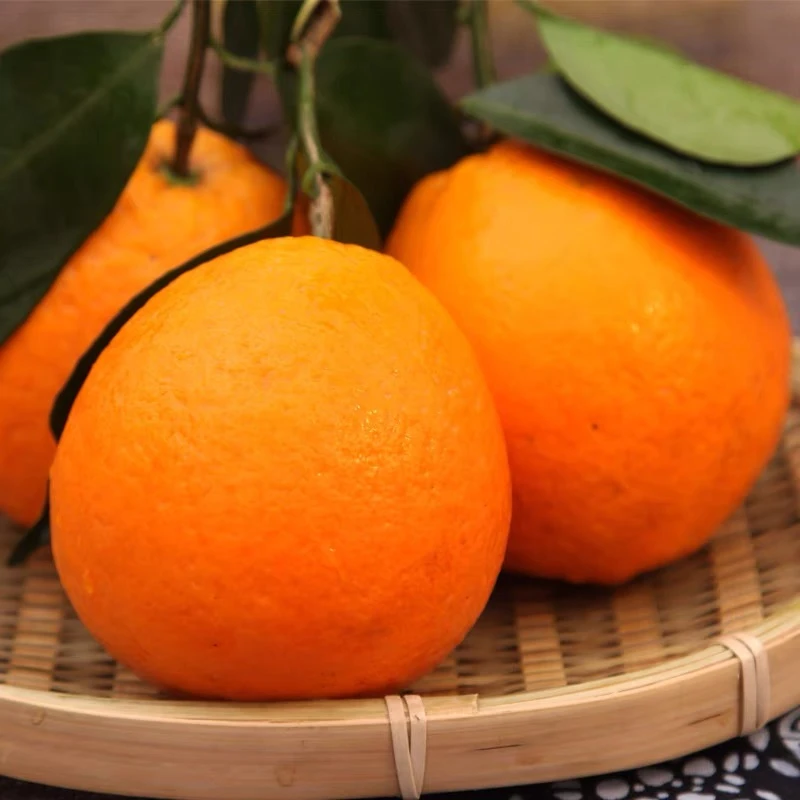 正宗十年老树奉节脐橙现摘现发