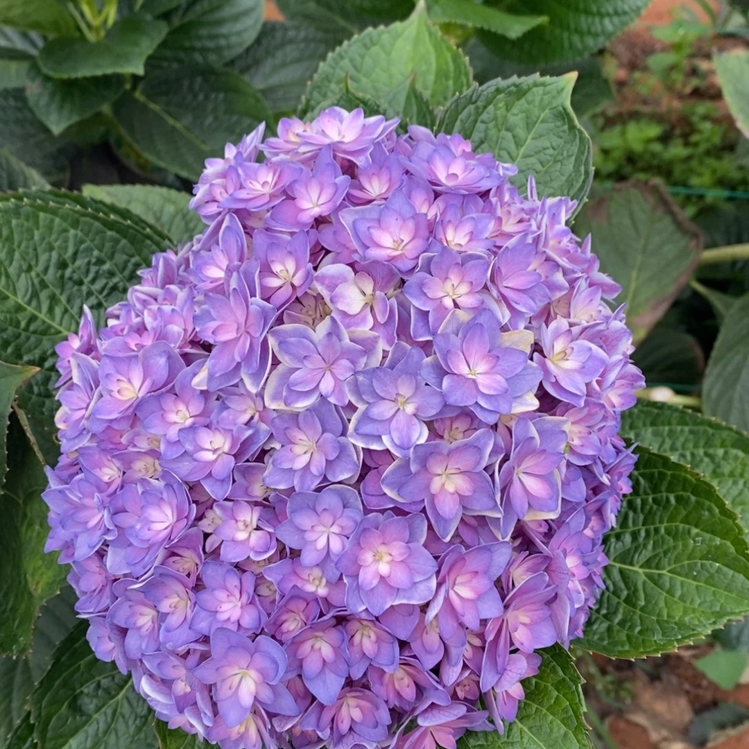 531号绣球/有色差介意勿拍/3单冷链包邮，偏远补运费发德邦空运