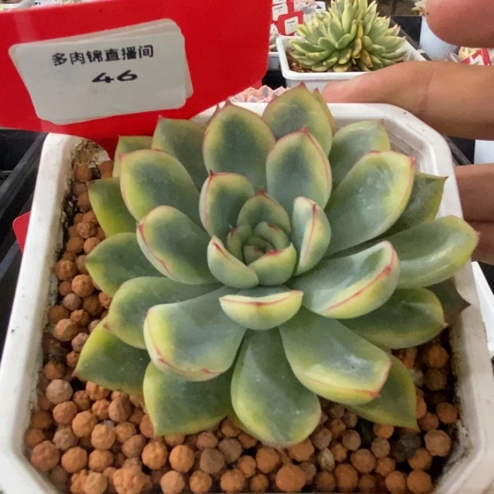 46号花月夜锦多肉植物