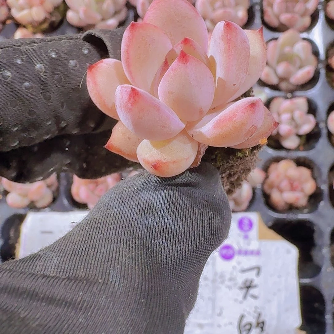 精品比翼鸟两颗一组