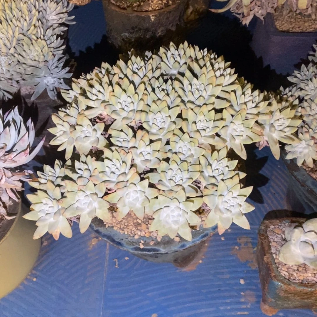 白姆多肉植物啦啦啦
